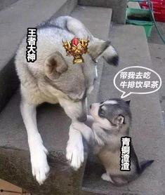 娱乐吃瓜酱小动物,揭秘小动物界的趣味故事  第3张